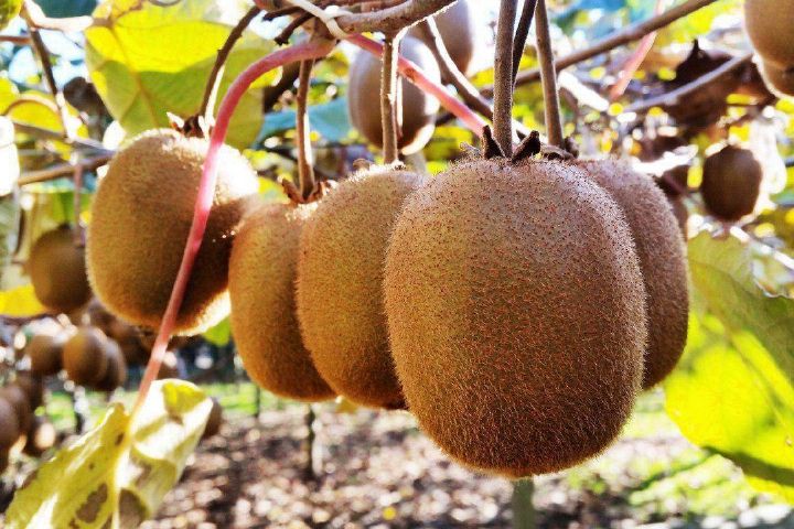 تقویت سیستم ایمنی با تغذیه مناسب (معرفی ۱۵ میوه، سبزیجا ن و انواع خوراکی)