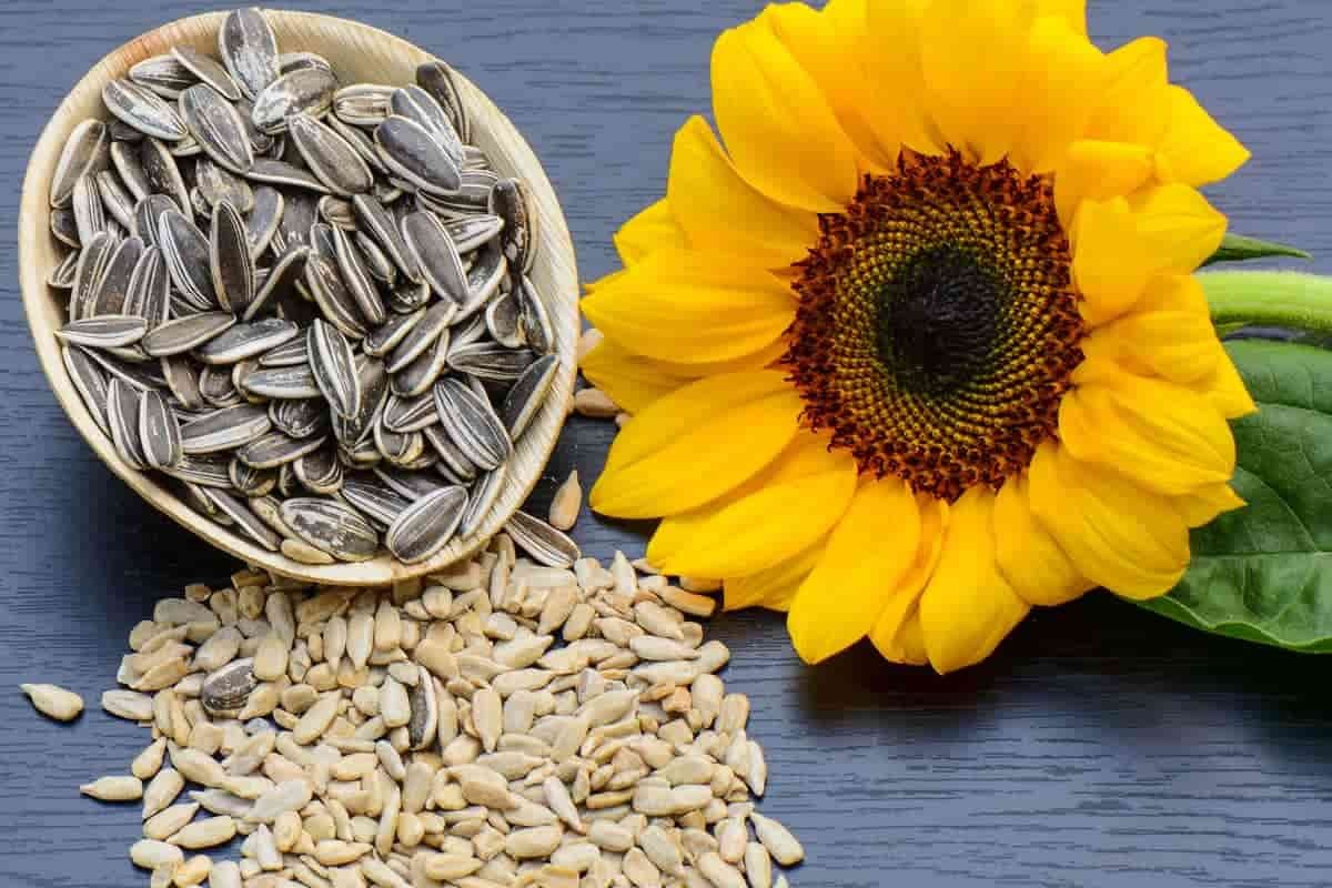 تقویت سیستم ایمنی با تغذیه مناسب (معرفی ۱۵ میوه، سبزیجا ن و انواع خوراکی)