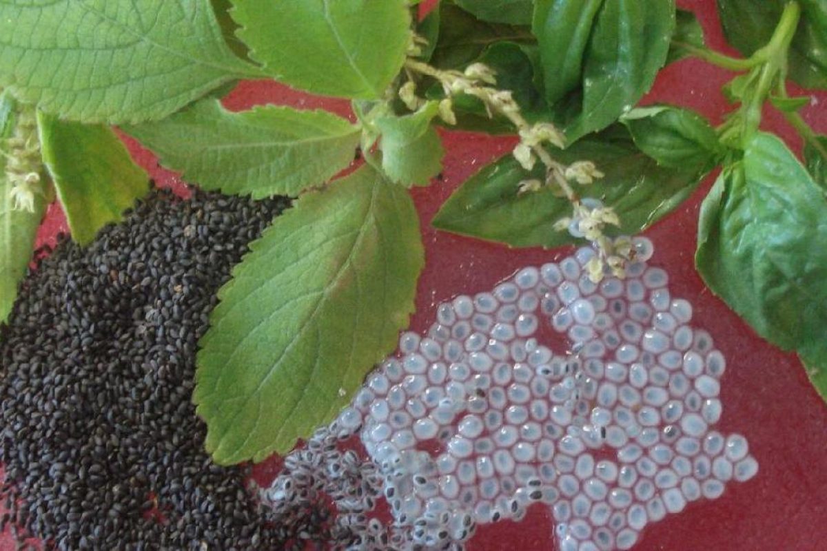 تخم شربتی و خواص آن؛ خواص بی نظیر تخم شربتی