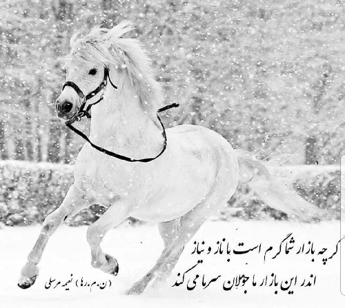 شعر درباره اسب + مجموعه اشعار و متن های زیبا در مورد حیوان نجیب اسب