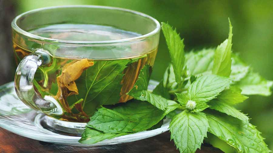 خواص دمنوش گزنه؛ چگونه دمنوش یا چای گزنه را تهیه کنیم؟، طرز تهیه چای گزنه