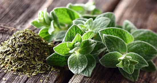 اویشن پونه برای سرماخوردگی مصرف اویشن و پونه برای سرماخوردگی