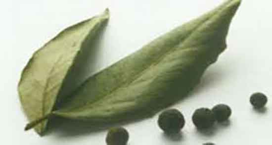 برگ بو برای سرفه ایا مصرف برگ بو برای درمان سرفه کودکان مفید است