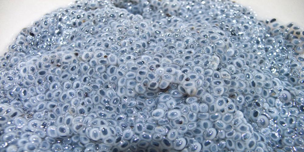 تخم شربتی و خواص آن؛ خواص بی نظیر تخم شربتی