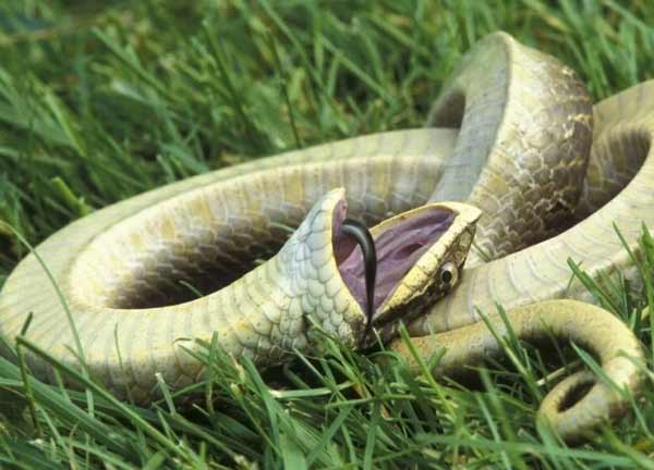 تعبیر خواب مار های مرده + معنی مار های مرده در خواب چیست تعبیر خواب مار های مرده + معنی مار های مرده در خواب چیست