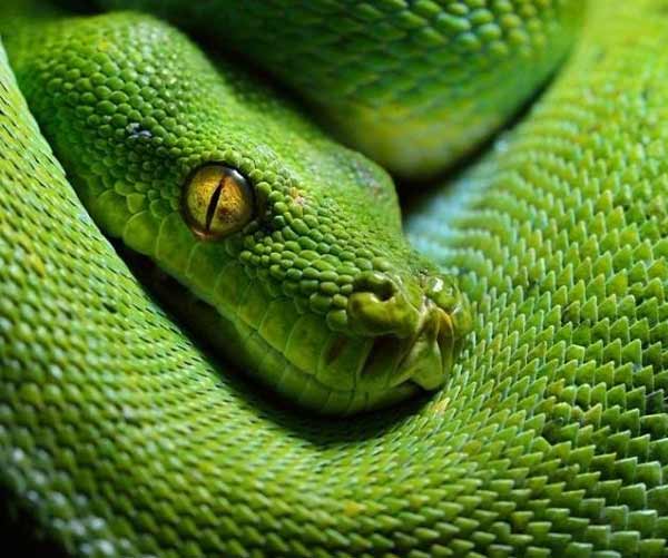 تعبیر خواب مار چشم سبز + معنی مار چشم سبز در خواب چیست