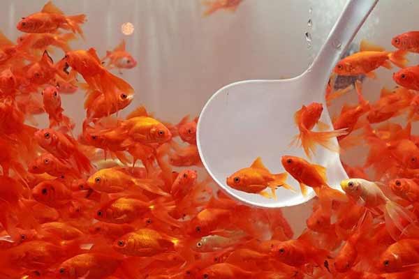 تعبیر خواب ماهی قرمز زیاد + معنی ماهی قرمز زیاد در خواب چیست