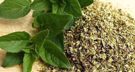 خاصیت پونه برای رحم خواص مصرف پونه برای درمان عفونت رحم زنان