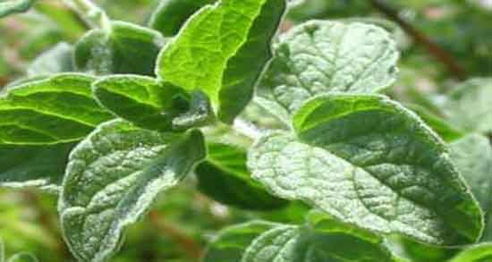 خواص پونه برای رحم نی نی سایت خاصیت مصرف پونه برای عفونت جنین