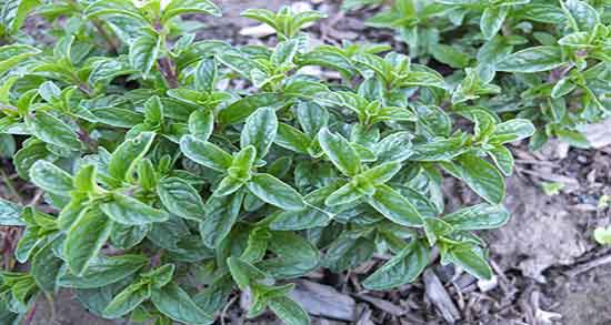خواص پونه برای ریزش مو خاصیت مصرف پونه برای تقویت ریزش موی سر