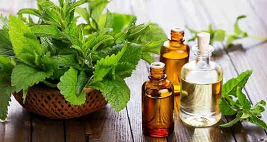 طرز استفاده پونه برای عفونت رحم دستور استفاده پونه برای درمان عفونت