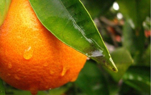 خواص نارنج؛ آشنایی با خواص نارنج برای سلامتی و عوارض احتمالی آن
