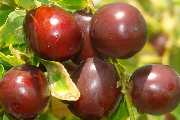 آشنایی با خواص عناب؛ عناب چه خواص دارویی و چه مضراتی دارد
