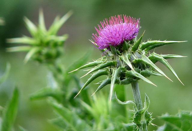 خواص خار مریم + نحوه مصرف خار مریم + عوارض جانبی خار مریم که باید بدانید