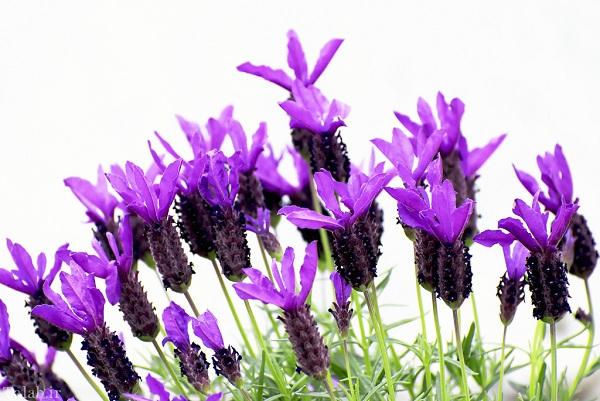 خواص اسطوخودوس؛ فواید درمانی اسطوخودوس و دمنوش اسطوخودوس