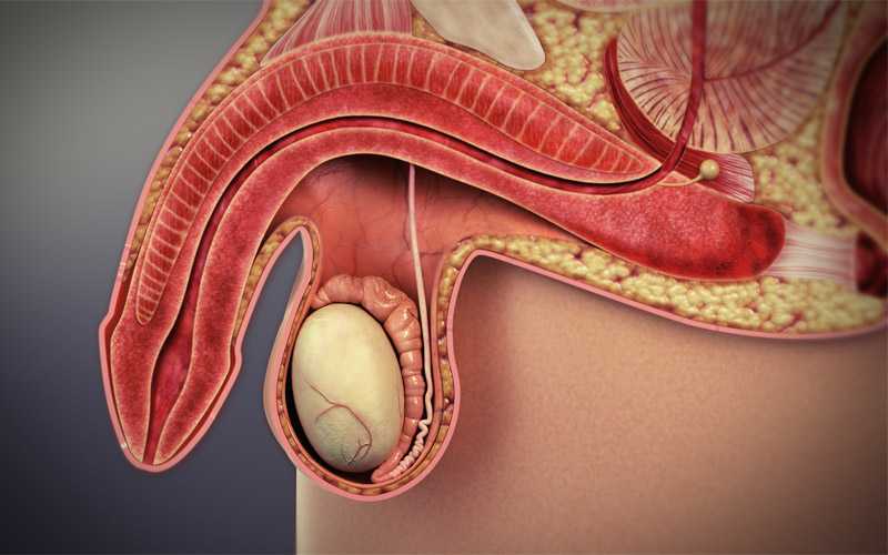 اختلال نعوظ چیست؟ | دلایل ایجاد این مشکل