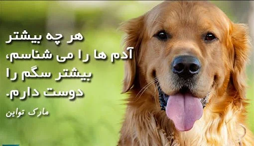 متن در مورد سگ + جملاتی در مورد وفاداری و مهربانی سگ
