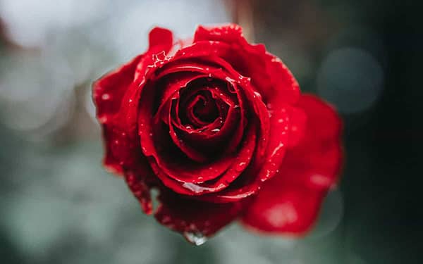 متن زیبا در مورد گل و جملات با معنی و زیبا در مورد زیبایی گل