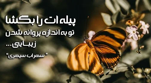 متن زیبا درباره پروانه + اشعار کوتاه با موضوع پروانه