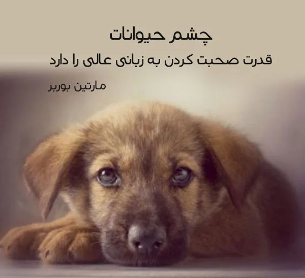 حدیث در مورد حیوانات (نقل قول های مذهبی در مورد حیوانات خانگی و وحشی)