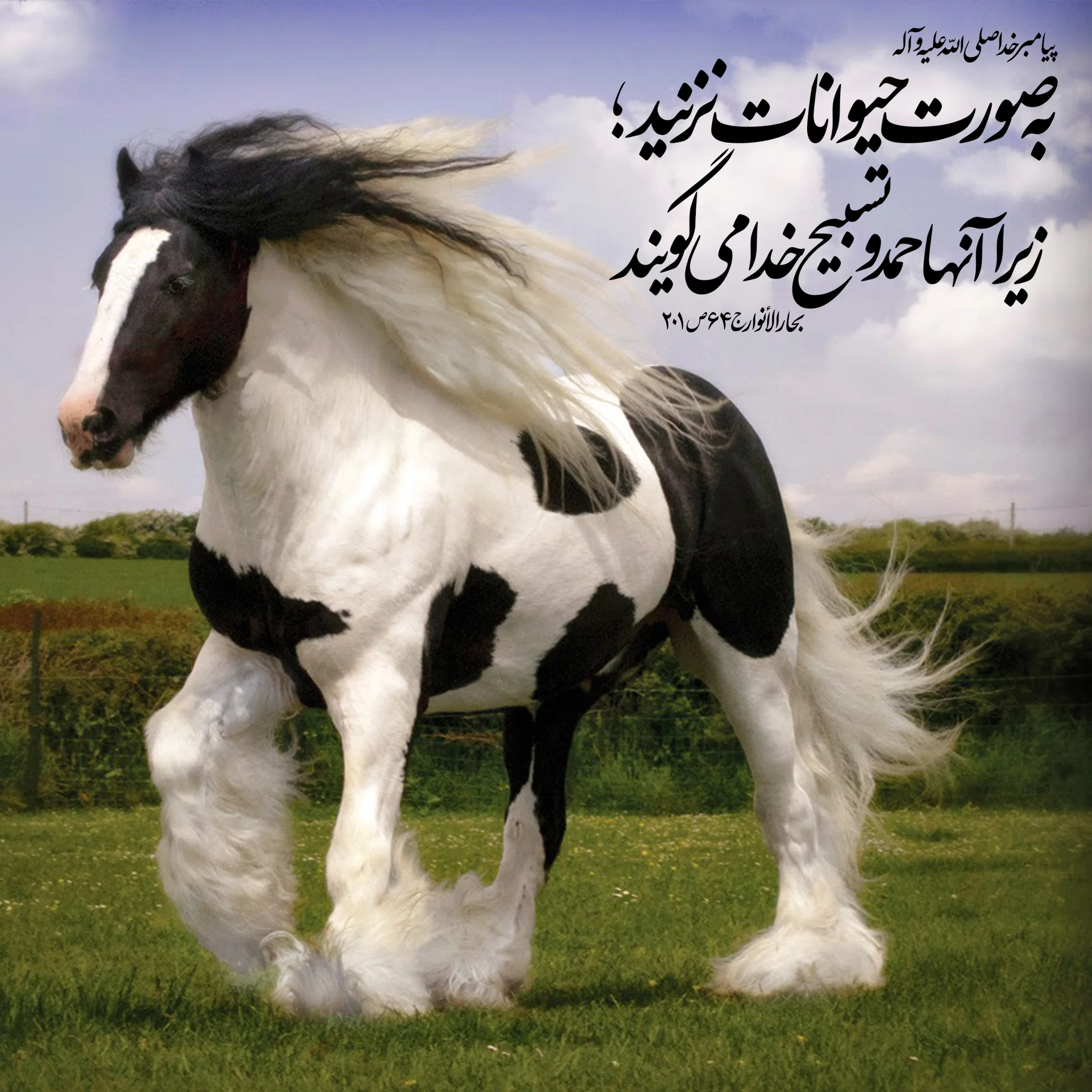 حدیث در مورد حیوانات (نقل قول های مذهبی در مورد حیوانات خانگی و وحشی)