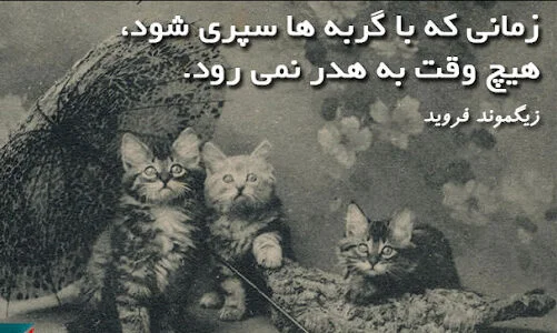 متن در مورد گربه (جملات زیبا در مورد حیوان خانگی گربه)