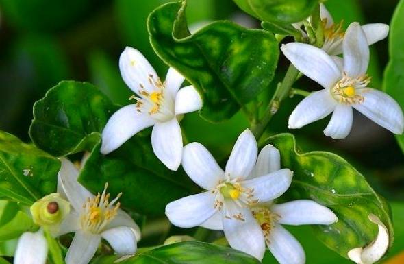 فواید عرق بهارنارنج و همه چیز در مورد آن (طرز استفاده این عرق)