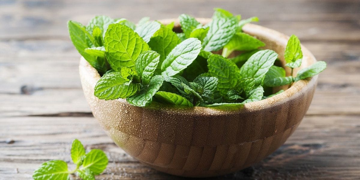 خواص عرق نعنا؛ مزایای مصرف عرق نعنا از تسکین استرس تا تقویت سیستم ایمنی
