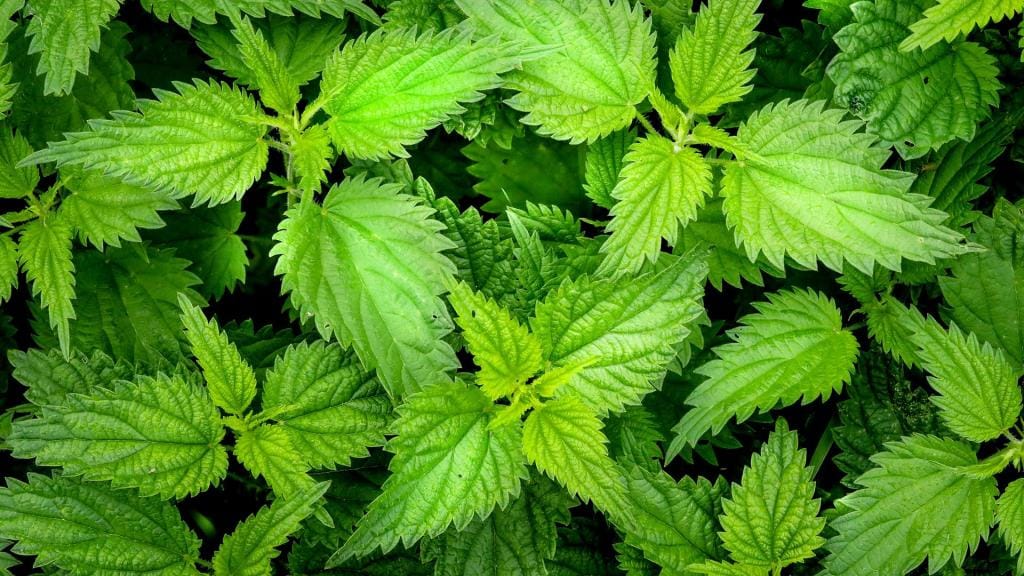 معرفی انواع گیاه برای درمان کم خونی از اسفناج تا زیره سیاه