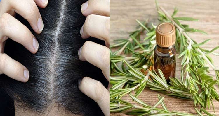 خواص روغن رزماری؛ کاربرد های این روغن برای زیبایی، سلامت و روش تهیه آن