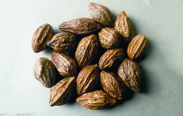 خواص هلیله سیاه گیاه دارویی؛ کاربردها، خواص درمانی و نحوه مصرف آن