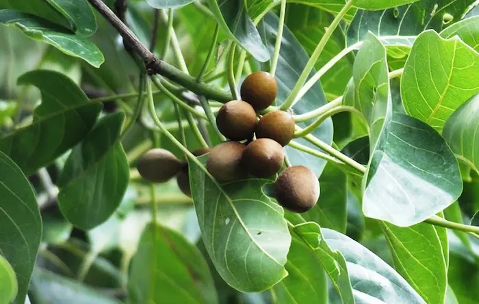 خواص هلیله سیاه گیاه دارویی؛ کاربردها، خواص درمانی و نحوه مصرف آن