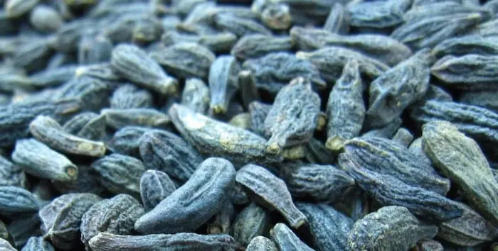 خواص هلیله سیاه گیاه دارویی؛ کاربردها، خواص درمانی و نحوه مصرف آن