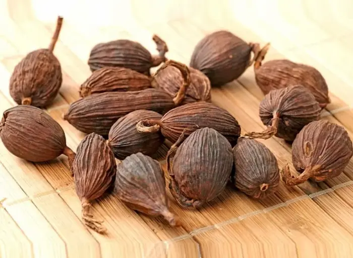 خواص هلیله سیاه گیاه دارویی؛ کاربردها، خواص درمانی و نحوه مصرف آن