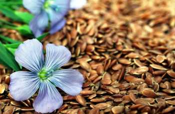 خواص تخم کتان و ارزش غذایی آن؛ مصرف تخم کتان برای تناسب اندام و لاغری