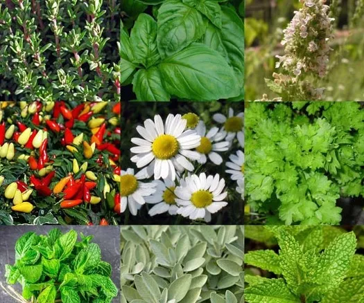 لیست کامل گیاهان دارویی؛ معرفی خواص و مزایا 16 گیاه دارویی معروف