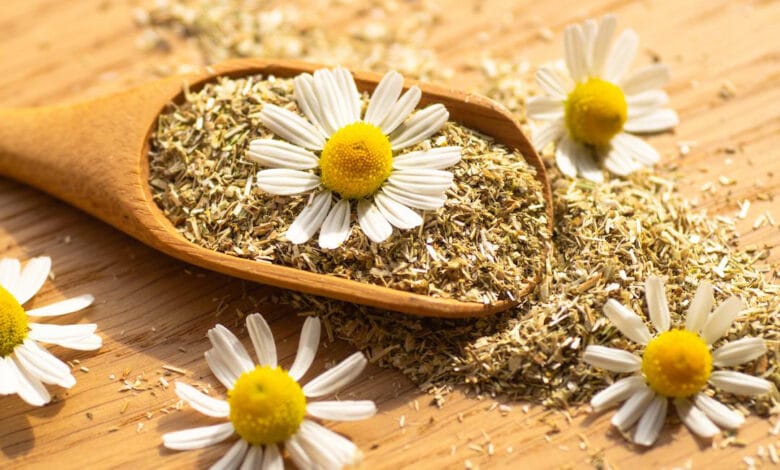 خواص بابونه؛ ۱۰ فایده شگفت انگیز بابونه برای سلامت
