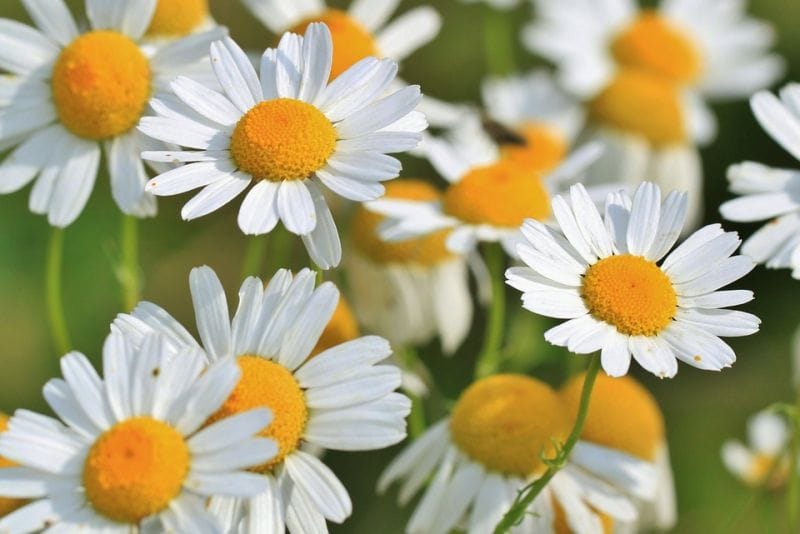 خواص بابونه؛ ۱۰ فایده شگفت انگیز بابونه برای سلامت