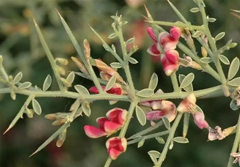 خواص ترنجبین؛ ارزش غذایی و انواع ترنجبین و معرفی بهترین خواص آن