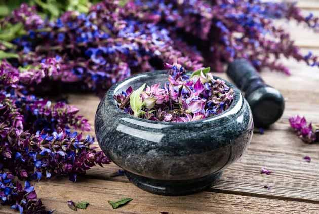 خواص گیاه مریم گلی و نحوه مصرف آن (فواید، ترکیبات و نحوه مصرف)