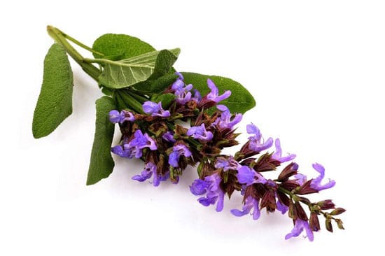 خواص گیاه مریم گلی و نحوه مصرف آن (فواید، ترکیبات و نحوه مصرف)