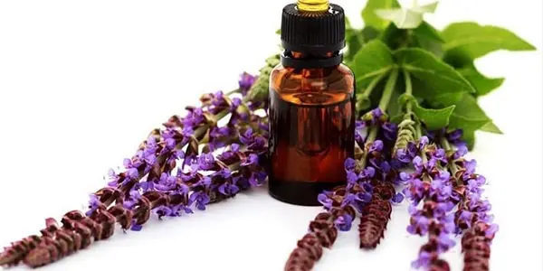 خواص گیاه مریم گلی و نحوه مصرف آن (فواید، ترکیبات و نحوه مصرف)
