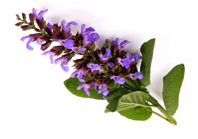خواص گیاه مریم گلی و نحوه مصرف آن (فواید، ترکیبات و نحوه مصرف)