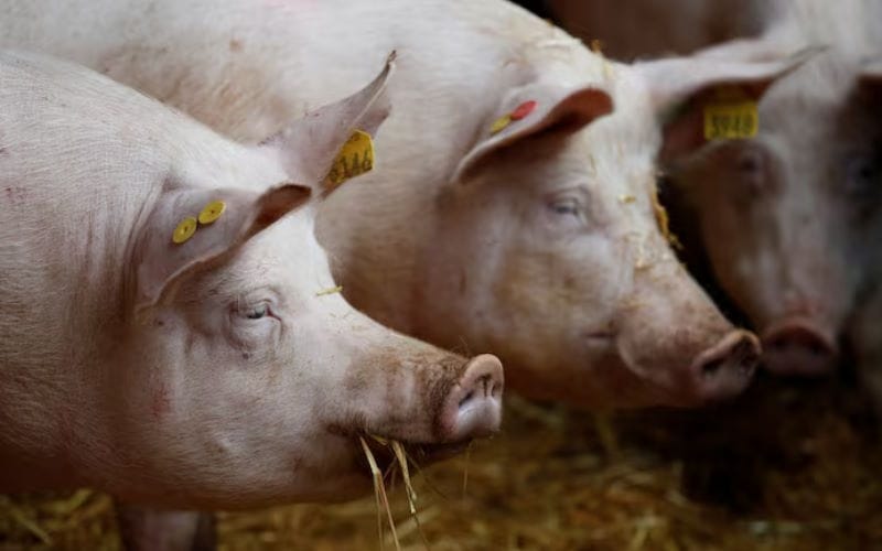 آنفولانزای خوکی چیست؟ نشانه ها و خطرات + روش درمان آنفولانزای خوکی چیست؟ نشانه ها و خطرات + روش درمان