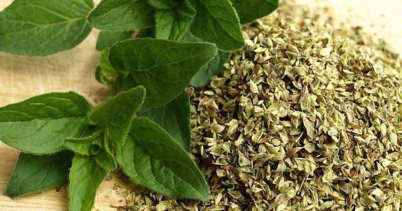 خواص پونه کوهی؛ ۶ تاثیر شگفت انگیز از کاهش استرس تا تقویت سیستم ایمنی بدن