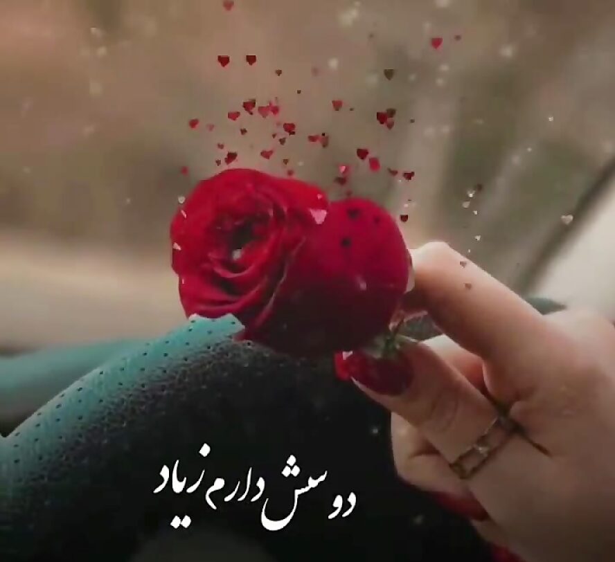 متن گل رز عاشقانه + مجموعه اشعار عاشقی با موضوع گل رز سرخ