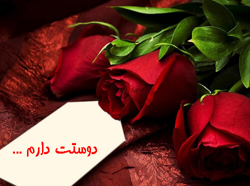 متن گل رز عاشقانه + مجموعه اشعار عاشقی با موضوع گل رز سرخ