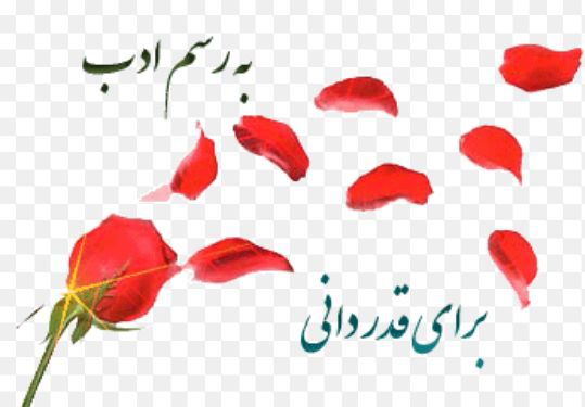 متن تشکر و قدردانی؛ پیام و متن زیبای تشکر و قدردانی از دیگران