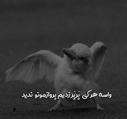 متن شاخ با فونت باحال با جملات کوتاه نیم خطی سنگین برای بیو و کپشن