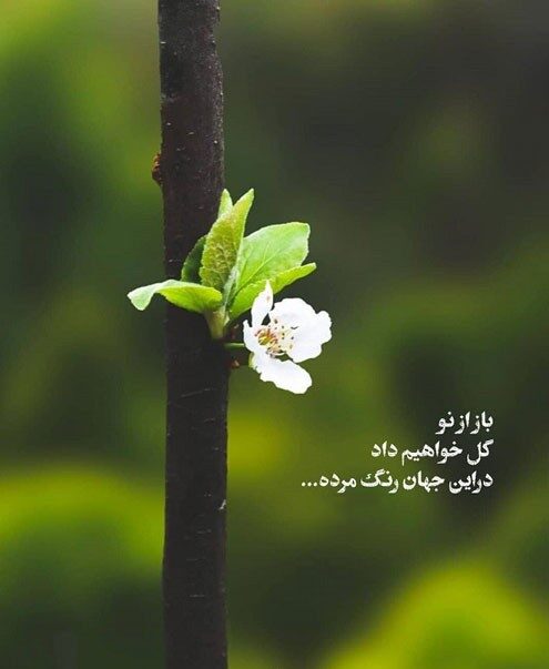 متن انگیزشی کوتاه دخترانه برای کپشن و استوری با جملات انگیزه دهنده و عکس نوشته